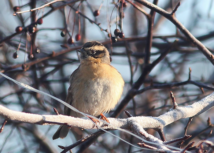 Mustkurk-raat (Prunella atrogularis)
Muhu saar, Saare maakond. Eesti 1. vaatlus. First for Estonia.

Liis Keerberg
Keywords: black-throated accentor