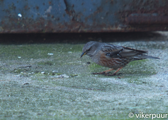 Mägiraat (Prunella collaris)
Suuresadama, Hiiumaa, 20.4.2014. Eesti 2. vaatlus. Second for Estonia.

Maie Vikerpuur
Keywords: alpine accentor