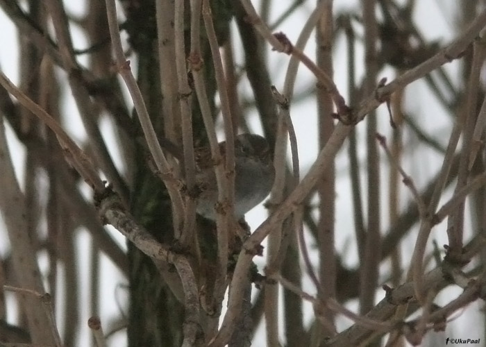 Võsaraat (Prunella modularis)
Võsaraat on Eestis haruldane talvitaja. See on meile teadaolevalt 19. talvine vaatlus Eestis.

Haapsalu veepuhastusjaam, 28.12.2009

UP
Keywords: dunnock