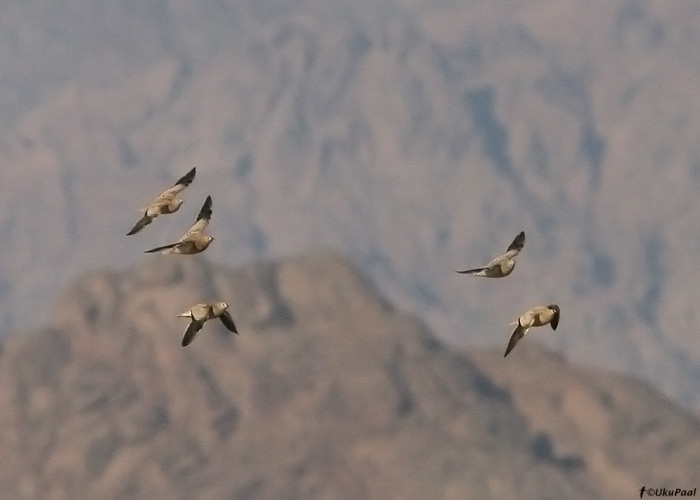 Kivivuril (Pterocles coronatus)
Egiptus, jaanuar 2010
Keywords: crowned sandgrouse