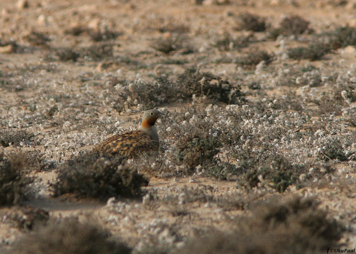 Mustkõht-vuril (Pterocles orientalis)
Costa Calma, Fuerteventura, märts 2009

UP
Keywords: black-bellied sandgrouse