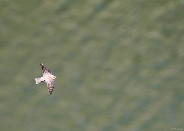 Kivipääsuke (Ptyonoprogne rupestris)
Hispaania 2014

UP
Keywords: crag martin