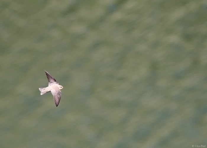 Kivipääsuke (Ptyonoprogne rupestris)
Hispaania 2014

UP
Keywords: crag martin