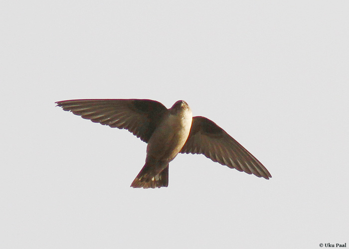 Kivipääsuke (Ptyonoprogne rupestris) 
Sõrve säär, Saaremaa, 13.11.2013. Eesti esimene. First for Estonia.

UP
Keywords: crag martin