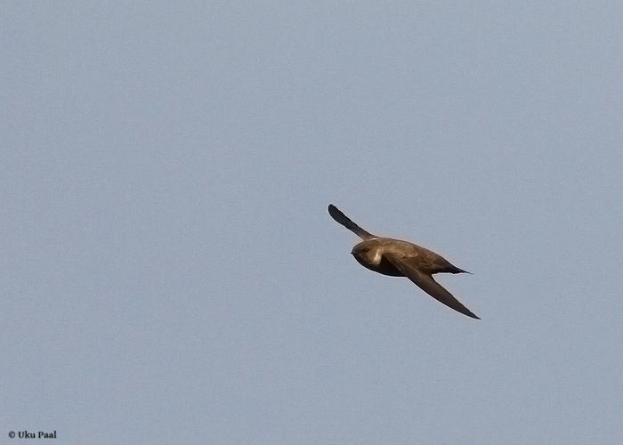 Kivipääsuke (Ptyonoprogne rupestris) 
Sõrve säär, Saaremaa, 14.11.2013. Eesti esimene. First for Estonia.

UP
Keywords: crag martin