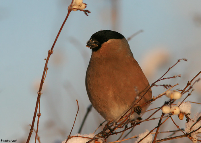 Leevike (Pyrrhula pyrrhula)
Valjala, Saaremaa, 3.01.2009

UP
Keywords: bullfinch