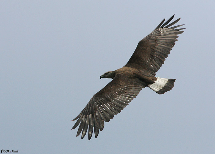 Vöötsaba-merikotkas (Haliaeetus leucoryphus) 
Kaziranga NP, aprill 2010

UP
Keywords: pallas's fish eagle