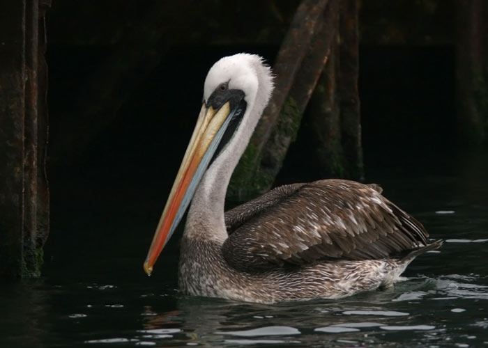 Peruvian Pelican (Pelecanus thagus)
Peruvian Pelican (Pelecanus thagus). Paracas 

RM
