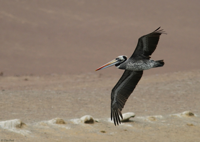 Guaanopelikan (Pelecanus thagus)
Peruu, sügis 2014

UP
Keywords: Peruvian pelican