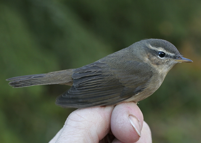 Tõmmu-lehelind (Phylloscopus fuscatus)
Haeska, Läänemaa, 27.10.2010. Eesti 9. vaatlus. 9th for Estonia.

Trinus Haitjema
Keywords: dusky warbler