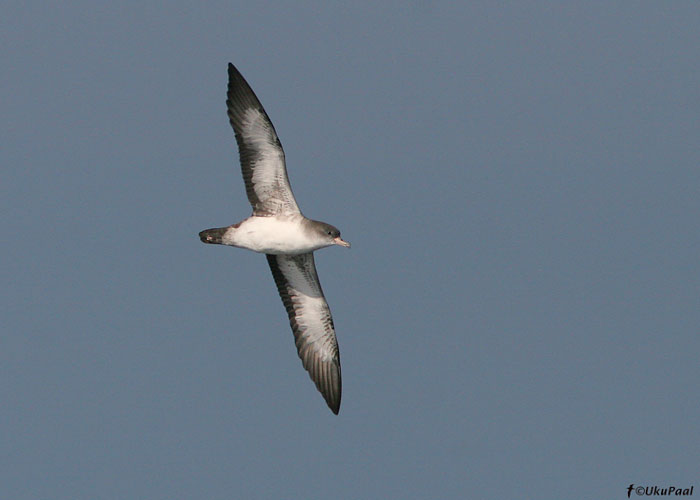 Tšiili-tormilind (Puffinus creatopus)
Monterey laht, California

UP
Keywords: pink-footed shearwater