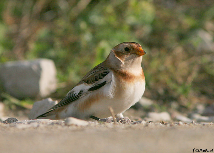 Hangelind (Plectroplenax nivalis)
Spithami, Läänemaa, 19.10.2008

Keywords: snow bunting