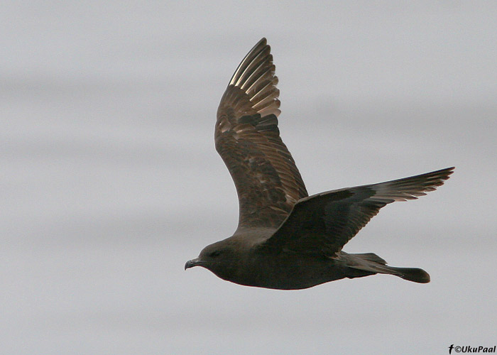 Laisaba-änn (Stercorarius pomarinus)
Monterey laht, California

UP
Keywords: pomarine skua