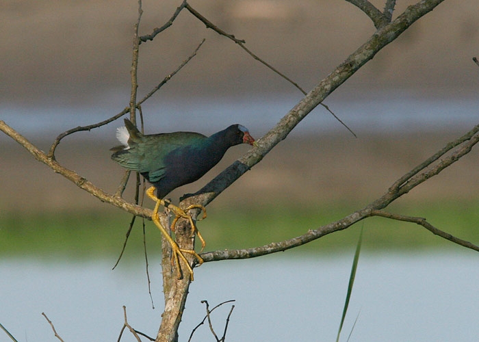 Purple Gallinule (Porphyrio martinica)
Purple Gallinule (Porphyrio martinica). Cumaceba lodge 

RM
