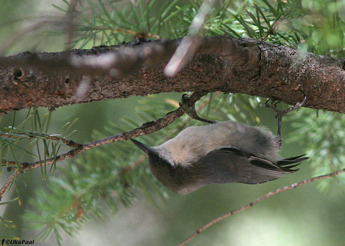 Kääbus-puukoristaja (Sitta pygmaea)
Yosemite rahvuspark, California

UP
Keywords: pygmy nuthatch