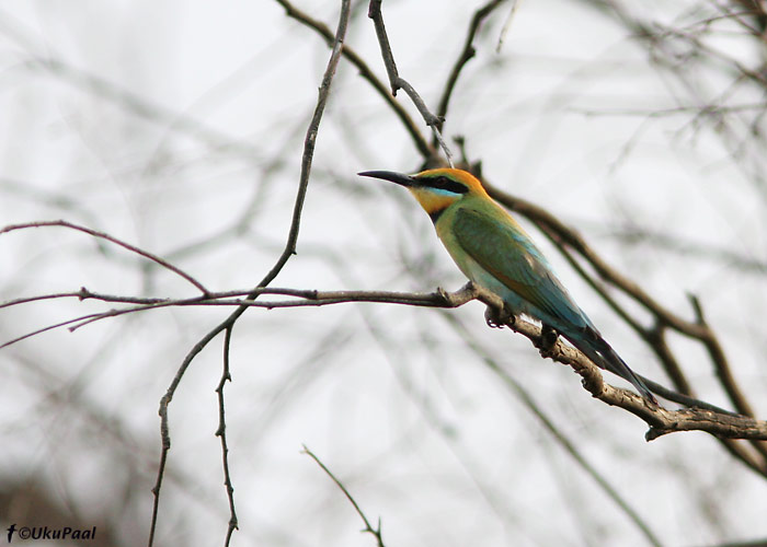 Austraalia mesilasenäpp (Merops ornatus)
Terrick Terrick NP, Detsember 2007
Keywords: rainbow bee-eater