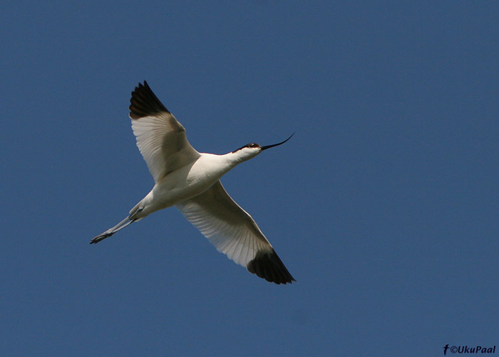 Naaskelnokk (Recurvirostra avosetta)
Sõrve säär, Saaremaa, 26.5.2008

UP
Keywords: avocet