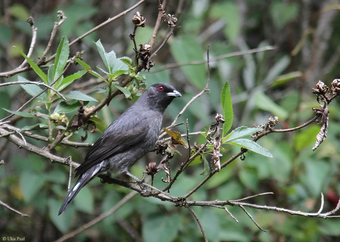 Ampelion rubrocristata
Peruu, sügis 2014

UP
Keywords: RED-CRESTED COTINGA