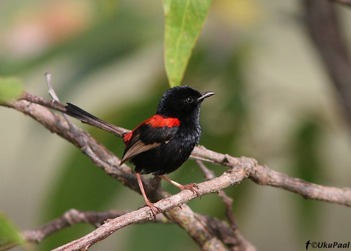 Punaselg-tikksaba (Malurus melanocephalus)
Lake Mitchell, Detsember 2007
Keywords: red-backed fairy-wren