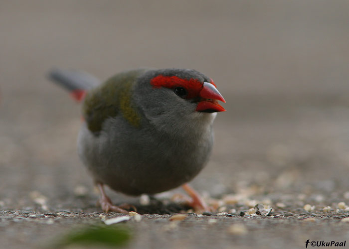 (Neochmia temporalis)
Lamington NP, Detsember 2007
Keywords: red-browed finch