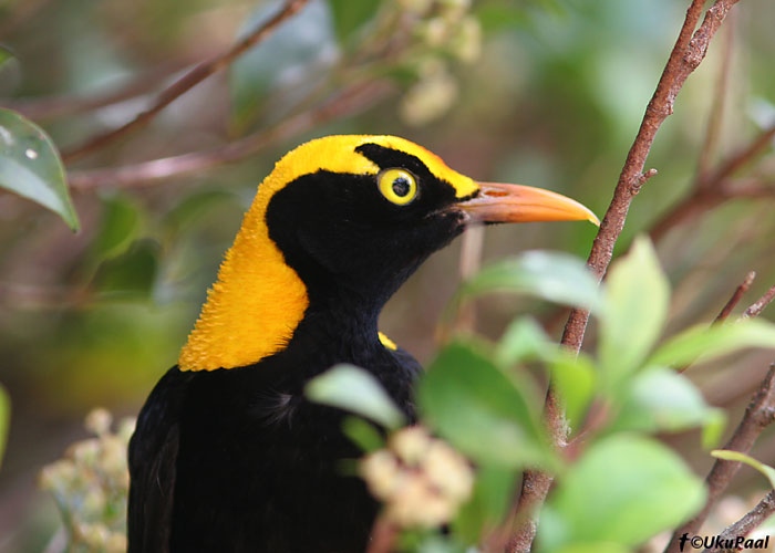 (Sericulus chrysocephalus)
Lamington NP, Detsember 2007

Rene Ottesson
Keywords: regent bowerbird