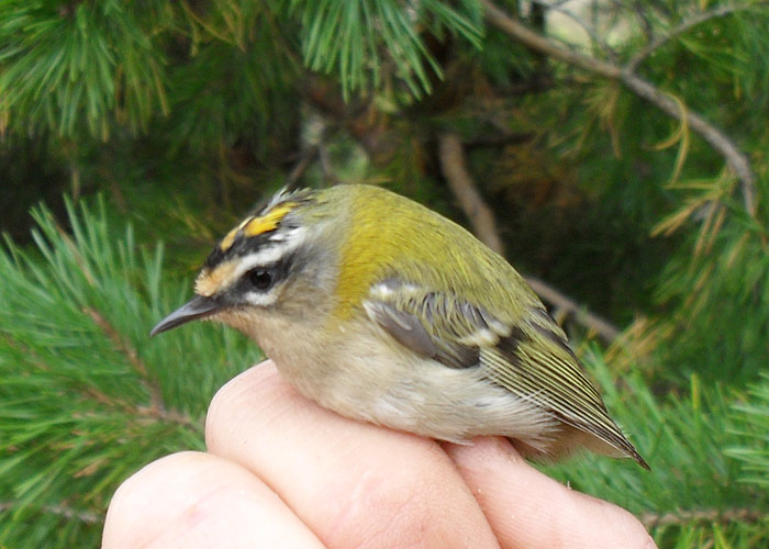 Lääne-pöialpoiss (Regulus ignicapilla)
Kabli linnujaam, Pärnumaa, 25.9.2012

Jaak Tammekänd
Keywords: firecrest