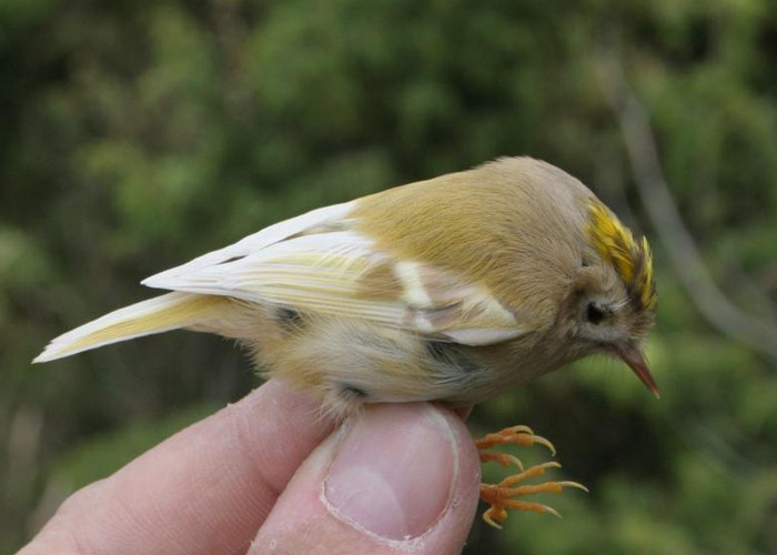 Leukistlik pöialpoiss (Regulus regulus)
Sõrve säär, Saaremaa, 2.10.2012

Margus Ots
Keywords: goldcrest