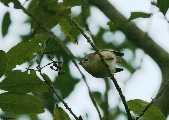 Kanaari pöialpoiss (Regulus teneriffae)
Erjos, Tenerife, märts 2009

UP
Keywords: tenerife kinglet