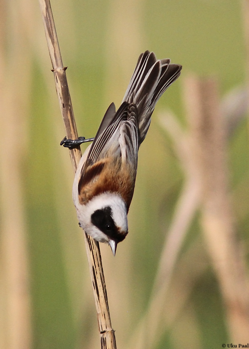 Kukkurtihane (Remiz pendulinus)
Tartu, mai 2014

UP
Keywords: penduline tit