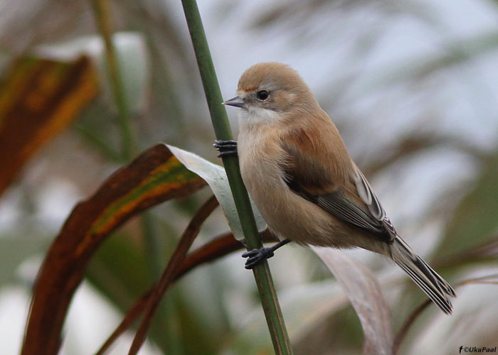 Kukkurtihane (Remiz pendulinus)
Ilmatsalu, Tartumaa, 25.9.2011. Üks lind 21-isendilisest parvest.

UP
Keywords: penduline tit