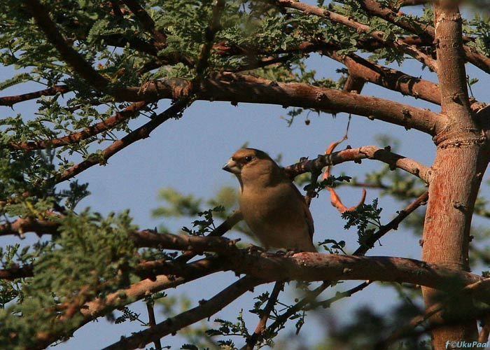 Oaasileevike (Rhodospiza obsoleta)
Eilat

UP
Keywords: desert finch