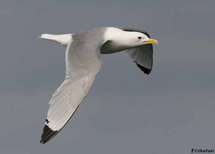 Kaljukajakas (Rissa tridactyla)
Hornoya saar, Norra, juuni 2008
Keywords: kittiwake