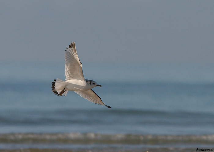 Kaljukajakas (Rissa tridactyla)
Playa De Sotavento, Fuerteventura, märts 2009

UP
Keywords: kittiwake