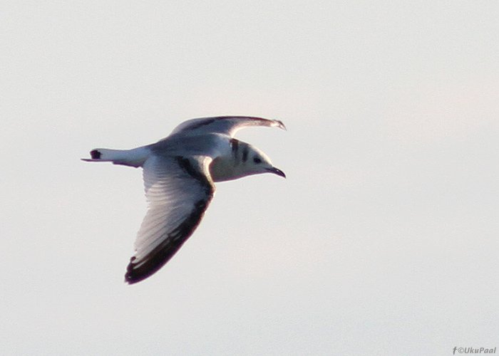 Kaljukajakas (Rissa tridactyla)
Põõsaspea neem, Läänemaa, 28.05.2013

UP
Keywords: kittiwake