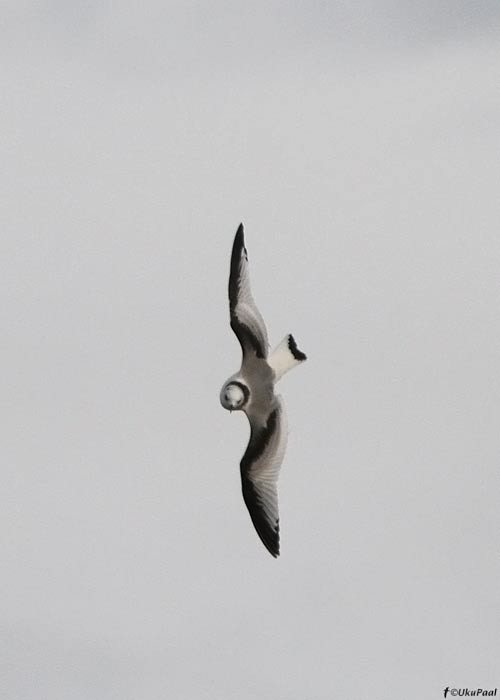 Kaljukajakas (Rissa tridactyla)
Tahkuna nina, Hiiumaa, 6.11.2012

UP
Keywords: kittiwake