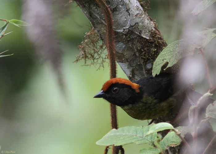 Atlapetes rufinucha
Peruu, sügis 2014

UP
Keywords: RUFOUS-NAPED BRUSH-FINCH