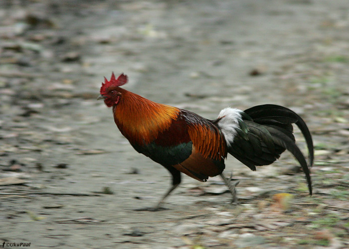 Puna-džunglikana (Gallus gallus) 
Kaziranga NP, aprill 2010

UP
Keywords: red junglefowl