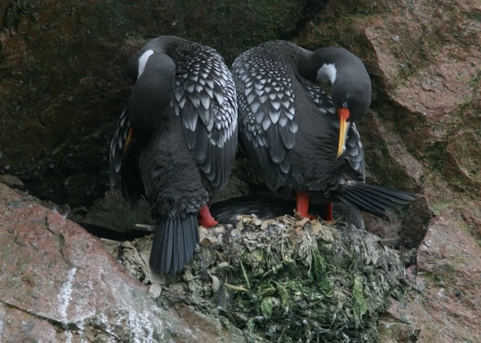 Red-legged Shag (Phalacrocorax gaimardi)
Red-legged Shag (Phalacrocorax gaimardi), Islas Ballestas 

RM
