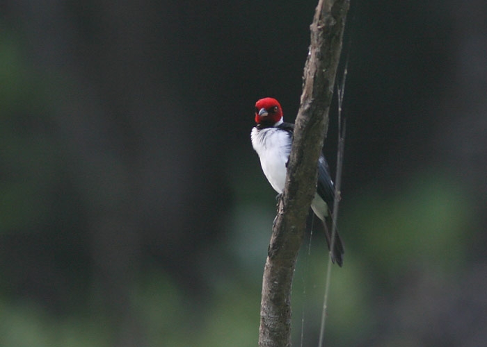 Red-capped Cardinal (Paroaria gularis)
Red-capped Cardinal (Paroaria gularis). Cumaceba lodge 

RM
