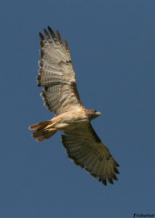 Punasaba-viu (Buteo jamaicensis)
Kino Springs, Arizona

UP
Keywords: red-tailed hawk