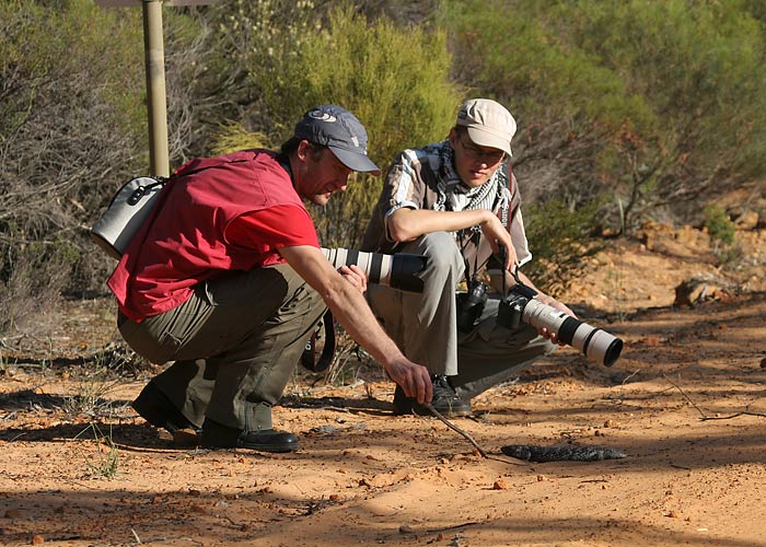 Maotaltsutajad
Little Desert NP, Detsember 2007

Margus Ots
Keywords: birders