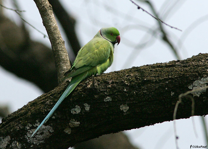 Kaeluspapagoi (Psittacula krameri) 
Kaziranga NP, aprill 2010

UP
Keywords: ring-necked parakeet