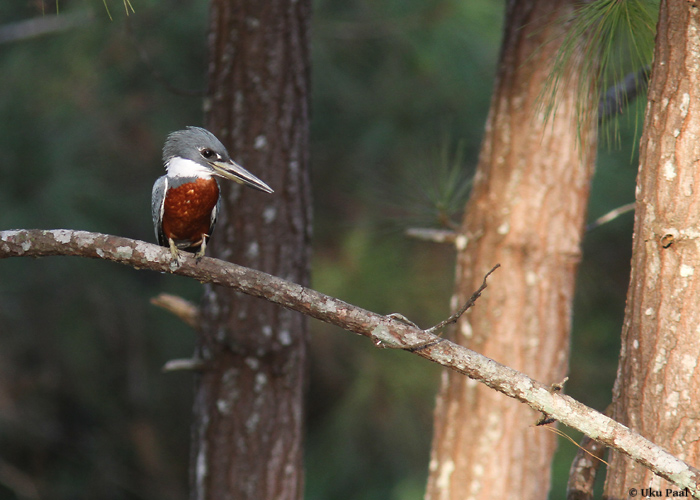 Panama, jaanuar 2014

UP
Keywords: ringed kingfisher