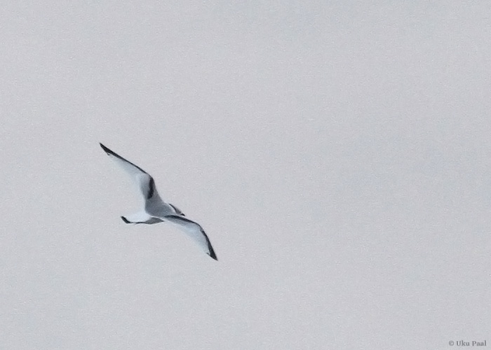 Kaljukajakas (Rissa tridactyla) 1a
Türju, Saaremaa, 2.12.2013. 

UP
Keywords: kittiwake