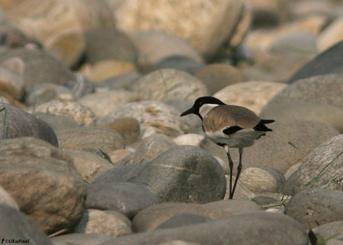 Jõgikiivitaja (Vanellus duvaucelii) 
Bhorelli jõgi, märts 2010

UP
Keywords: river lapwing