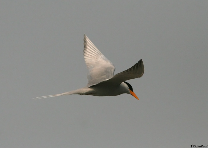 Tulvatiir (Sterna aurantia) 
Bhorelli jõgi, märts 2010

UP
Keywords: river tern