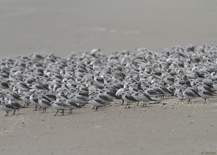 Leeterüdi (Calidris alba)
Peruu randadel näeb palju kahlajaid.

Peruu, sügis 2014

UP
Keywords: SANDERLING