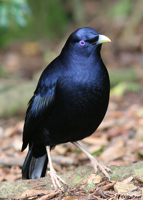 (Ptilonorhynchus violaceus)
Lamington NP, Detsember 2007
Keywords: satin bowerbird