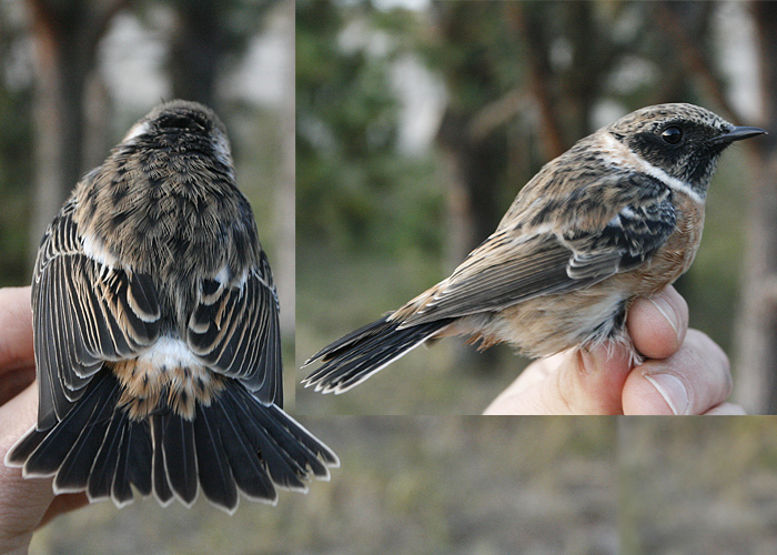 Euroopa kaelustäks (Saxicola rubicola)
Kabli linnujaam, Pärnumaa, 18.10.2015. Esimene Eestis rõngastatud isend.

Jaak Tammekänd
Keywords: common stonechat