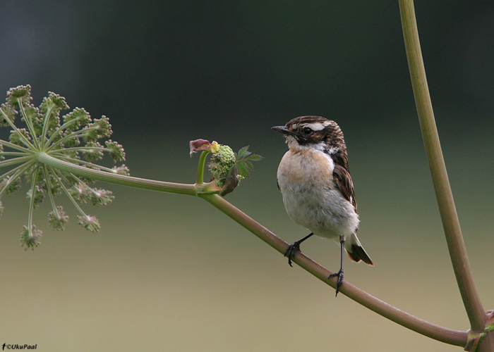 Kadakatäks (Saxicola rubertra)
Pärnumaa, juuli 2009

UP
Keywords: whinchat